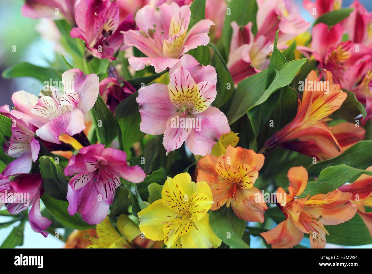 Alstroemeria, peruanischen Lilien in einer Gruppe von mehreren schönen Farben Stockfoto