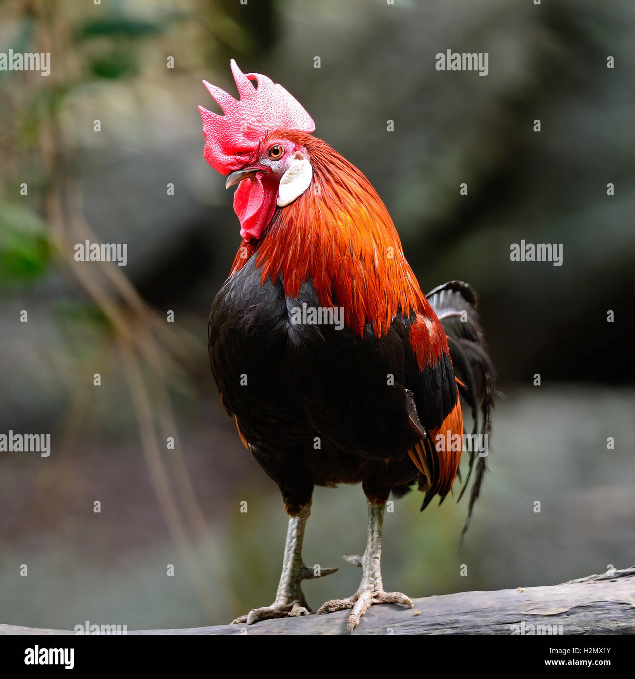 Rote Kammhuhnprojekte Stockfoto