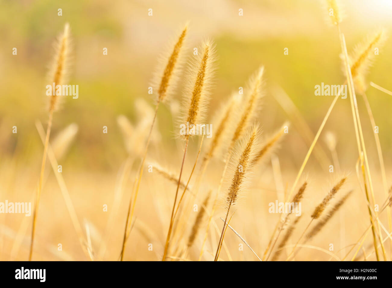 Weizen Feld Hintergrund Stockfoto