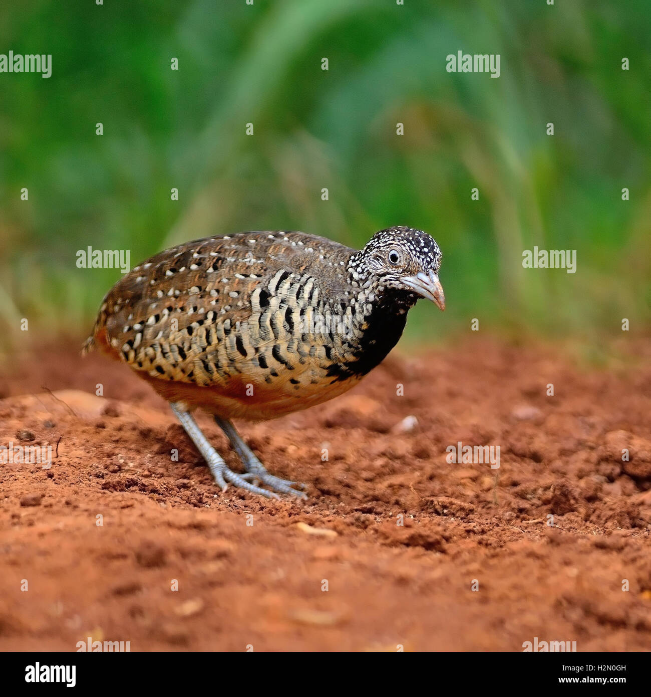 weibliches Barred Buttonquail Stockfoto