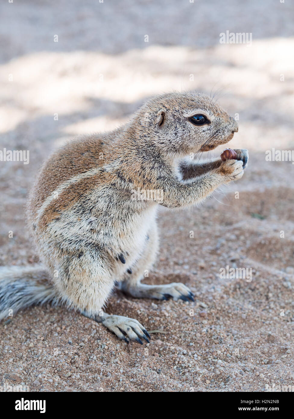 Afrikanische Borstenhörnchen auf die Namib-Wüste, Namibia, Essen. Stockfoto