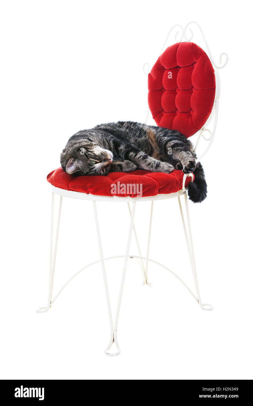 Verwöhnte Puss Stockfoto