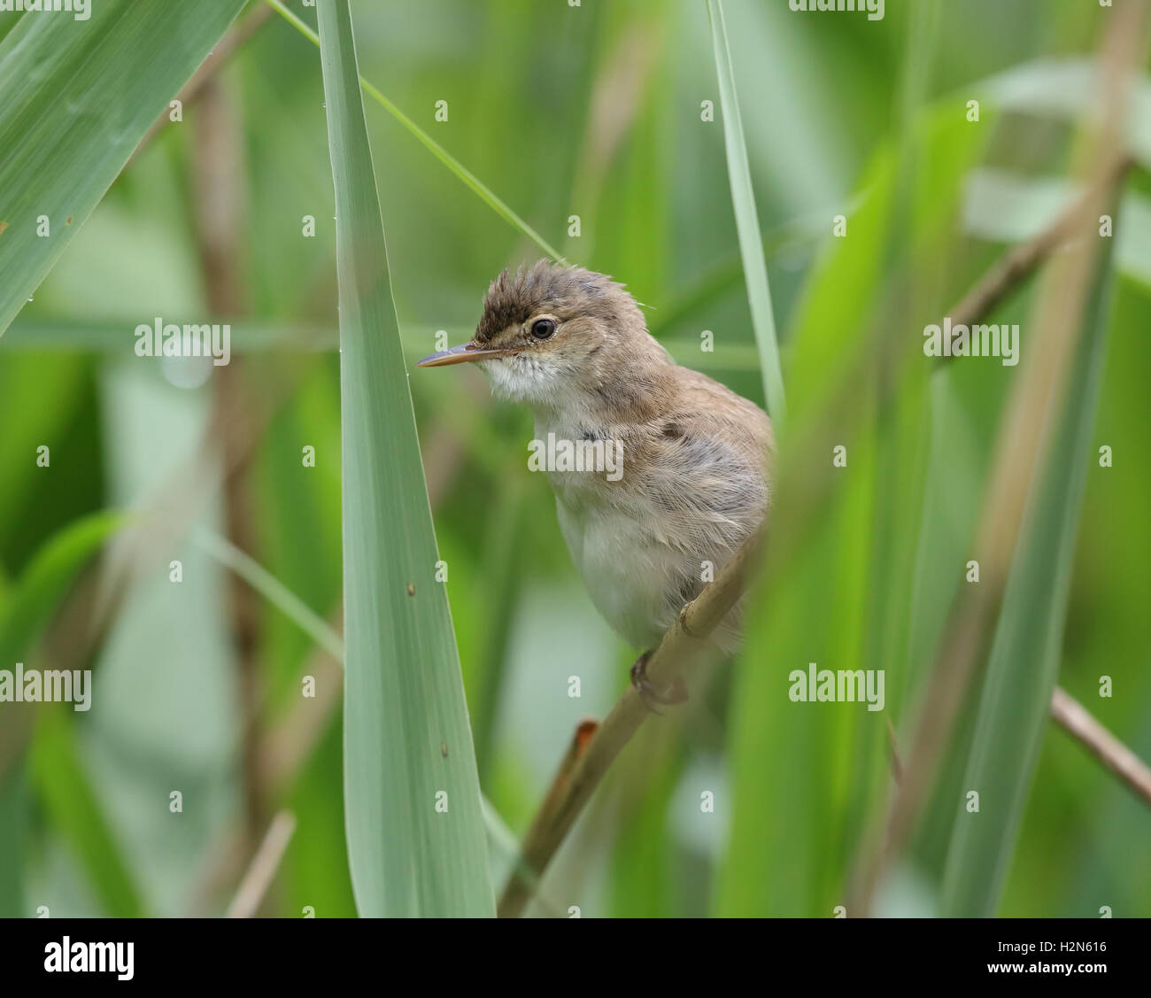 Reed Warbler Acrocephalus Scirpaceus in Schilfbeetes Stockfoto