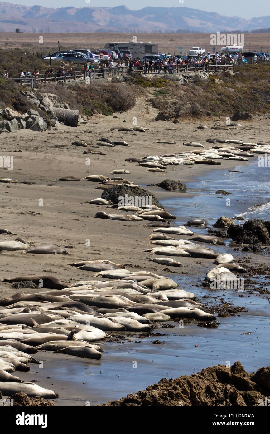 Nördlichen See-Elefanten am Strand in der Nähe von San Simeon, Kalifornien mit Touristen beobachten Stockfoto