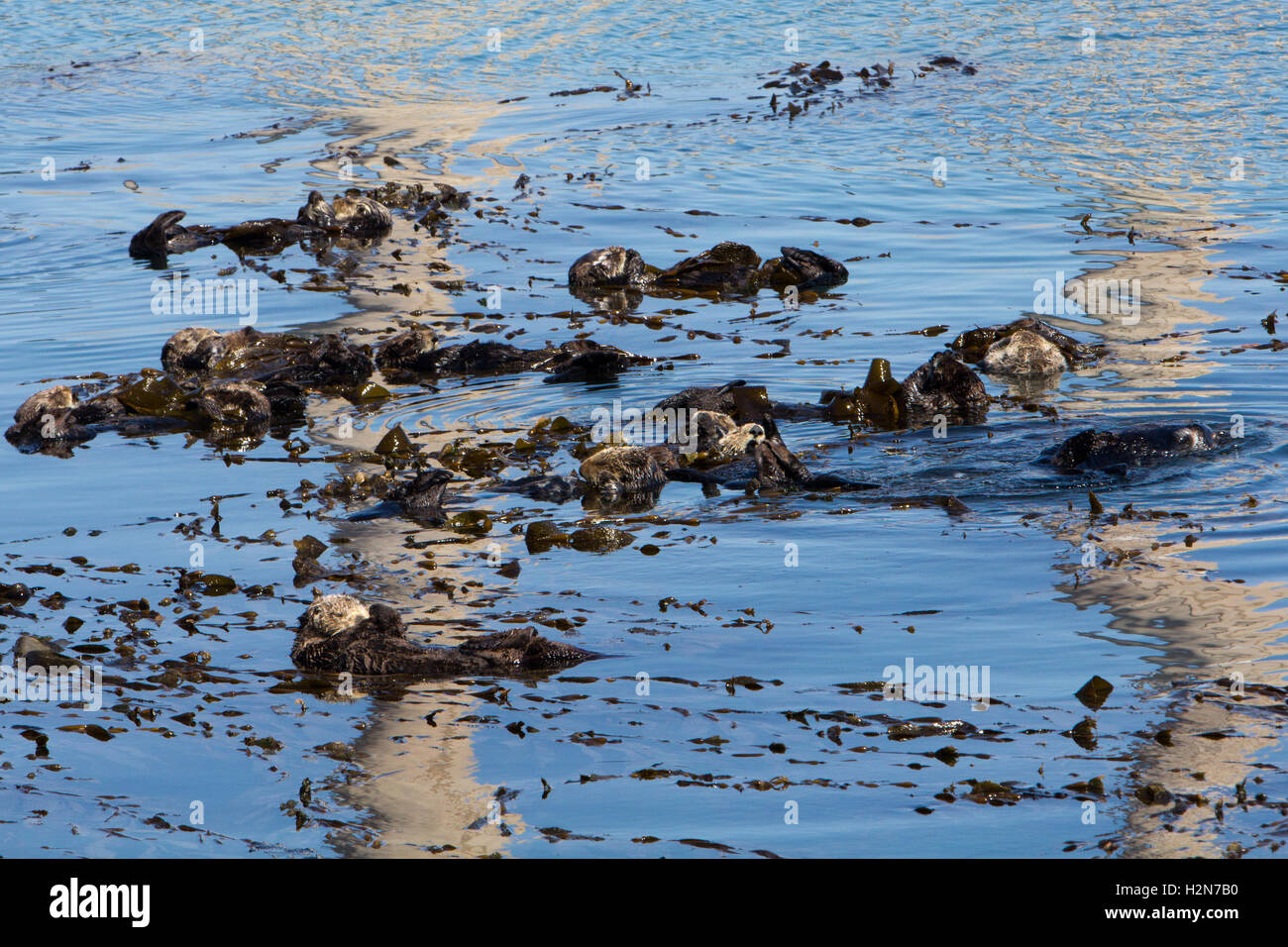 California Seeotter schlafen in Seetang mit einer Reflexion des geschlossenen Kraftwerks in Morro Bay, Kalifornien Stockfoto