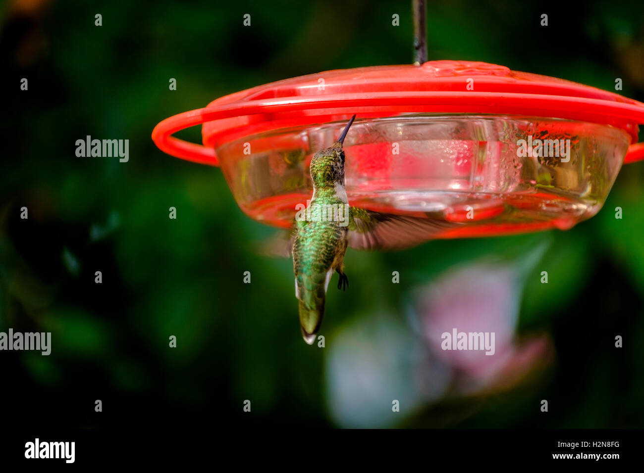 Eine juvenile männliche Ruby – Throated Kolibri, Archilochos Colubris an einen Anleger vor der Entwicklung der männlichen Färbung. Oklahoma, USA. Stockfoto