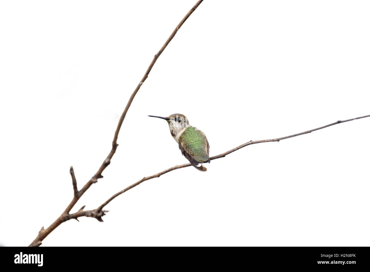 Eine unreife männliche Rubin-throated Kolibri Archilochos Colubris. Unreife Männer sehen aus wie Frauen. Oklahoma, USA Stockfoto