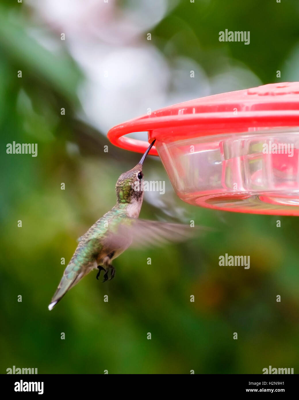 Eine juvenile männliche Ruby – Throated Kolibri, Archilochos Colubris an einen Anleger vor der Entwicklung der männlichen Färbung. Oklahoma, USA. Stockfoto