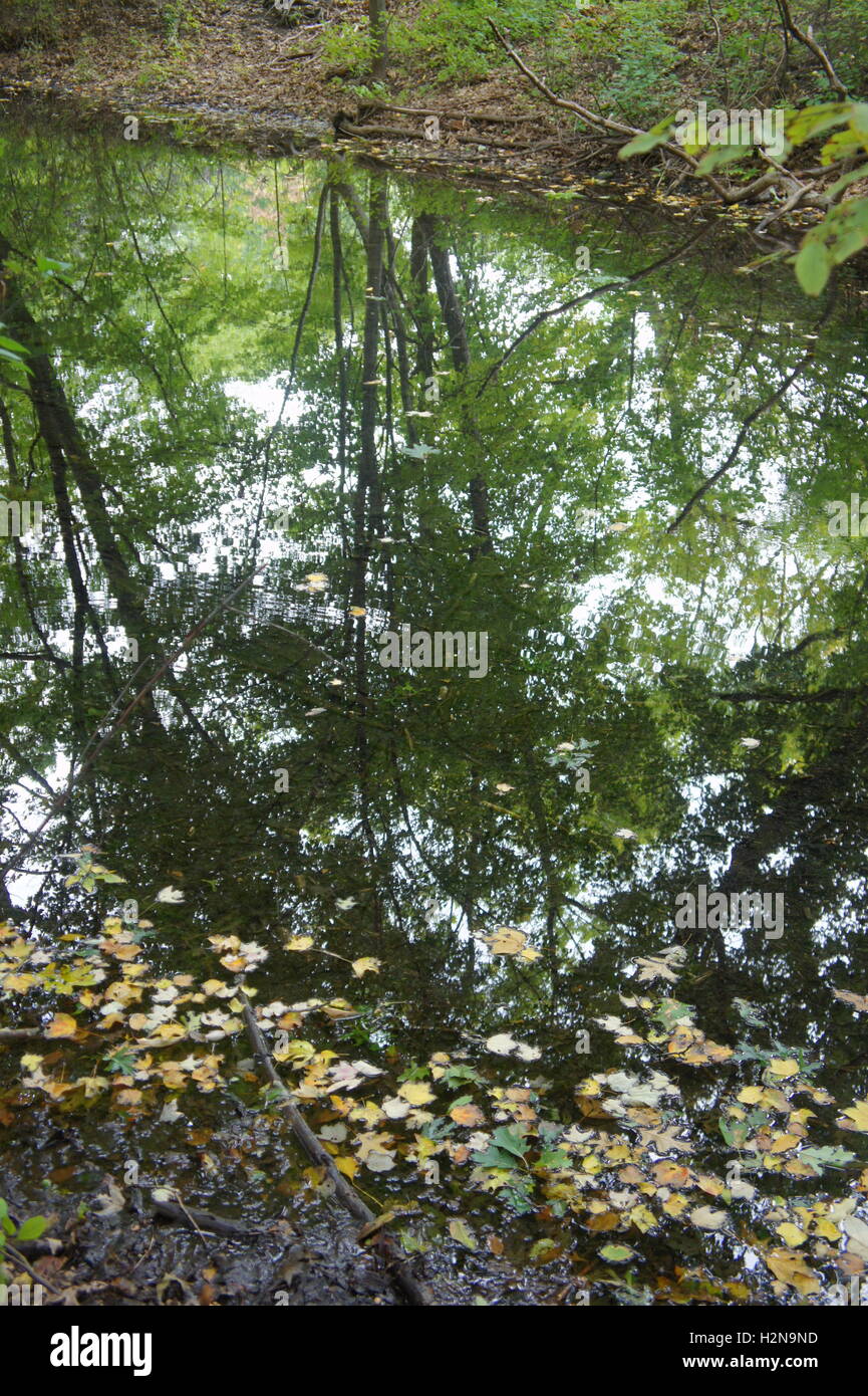 Reflexion von Bäumen in einem kleinen Teich. Olmsted Park, Boston. Stockfoto