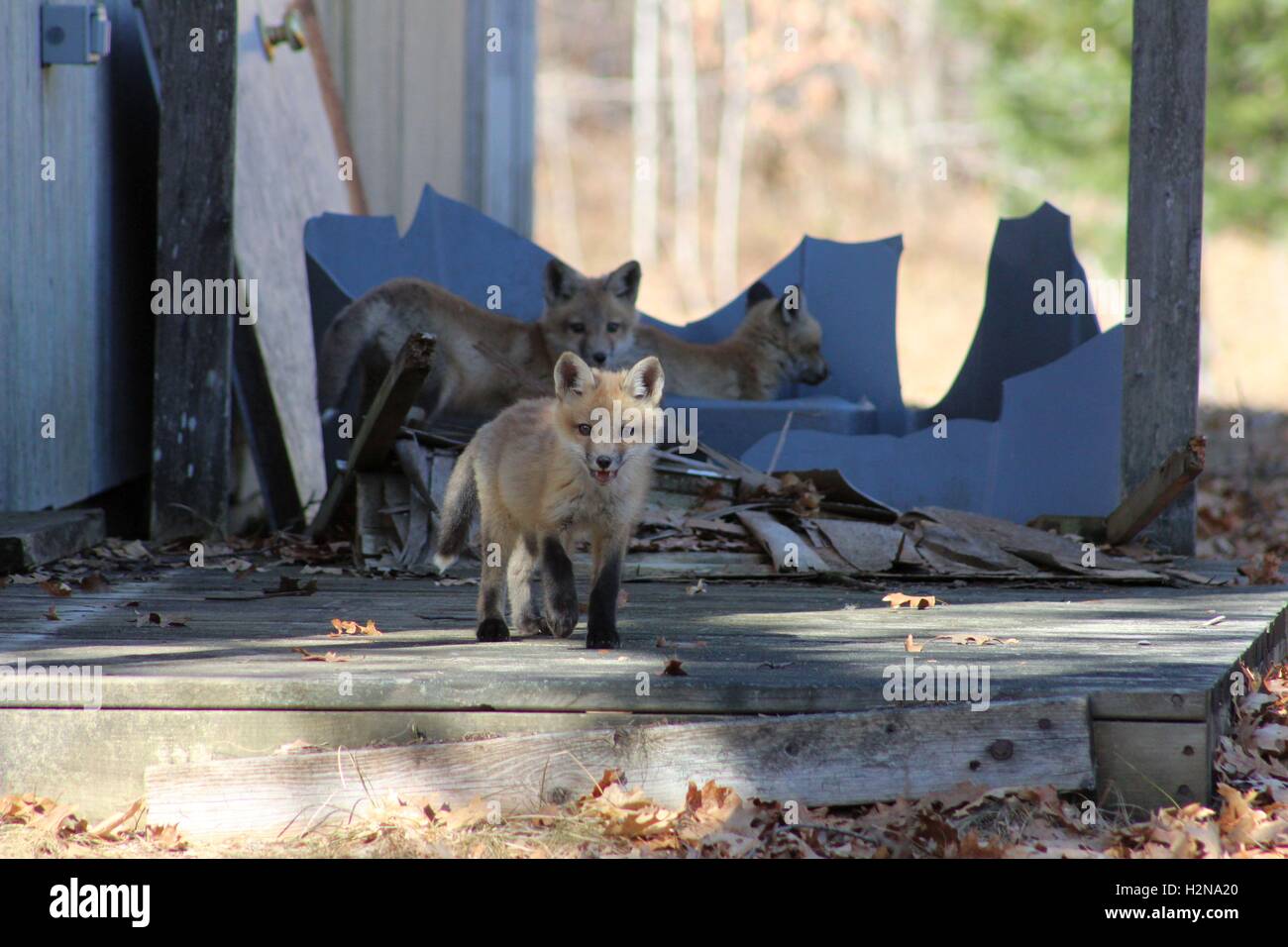 Fox-Kits ihrer Höhle erkunden Stockfoto