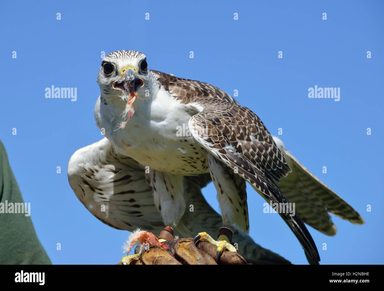 Hybrid Falconer Falcon Vogel auf Handschuh Fütterung Stockfoto