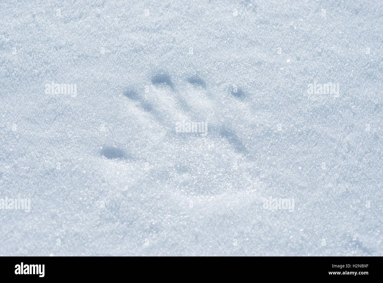 Handabdruck mit leichtem Druck auf die Schneeoberfläche gemacht. Stockfoto