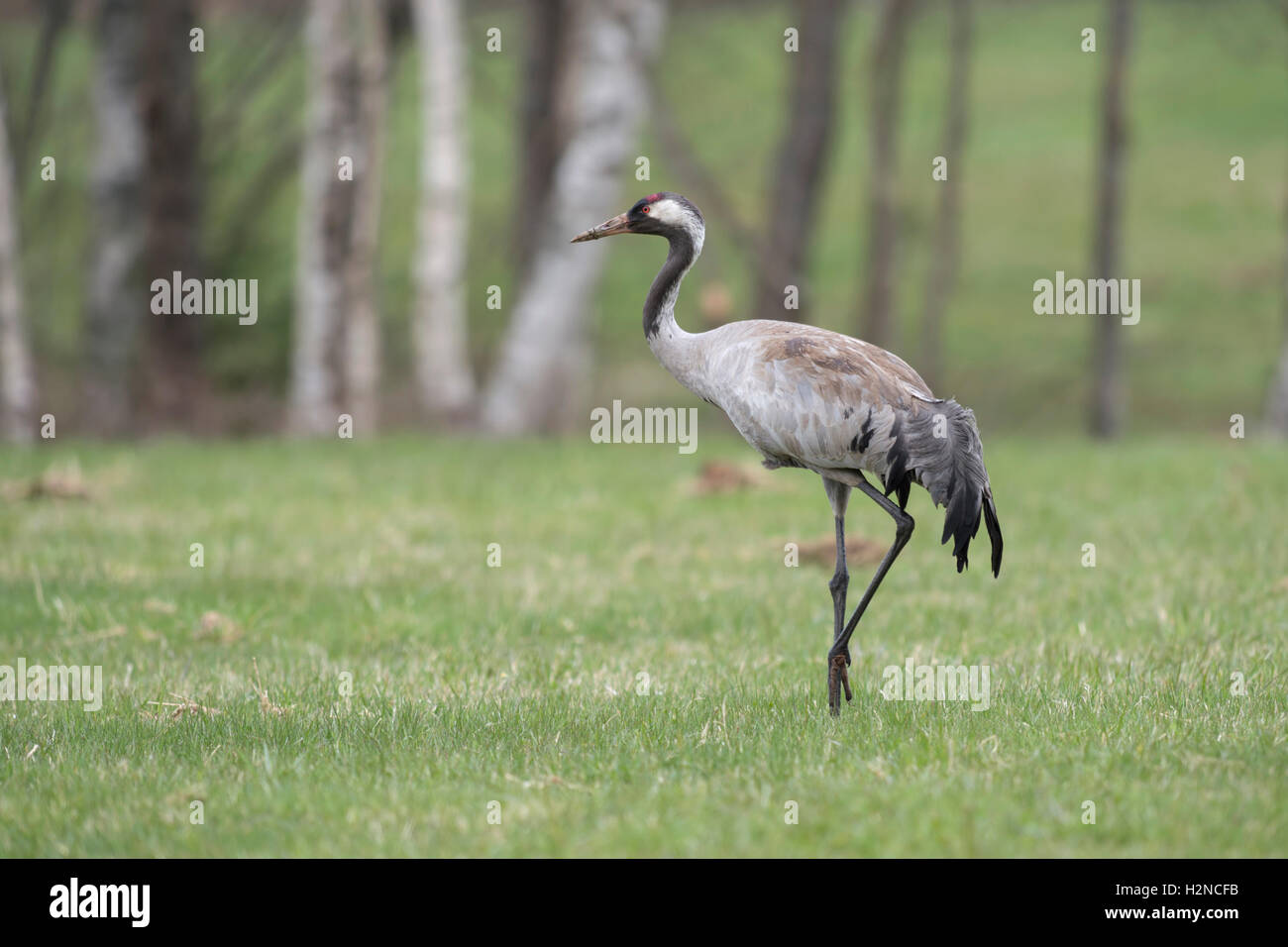 Gemeinsame Kranich (Grus Grus) Erwachsene im schönen Zucht Kleid auf einer kurz gemähten Wiese, in typischer Umgebung, Scandinavia. Stockfoto