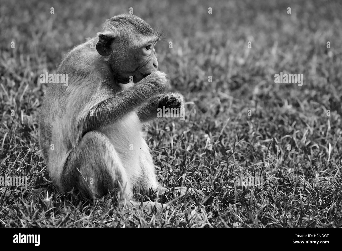 Tempelwächter in Lop Buri Stockfoto