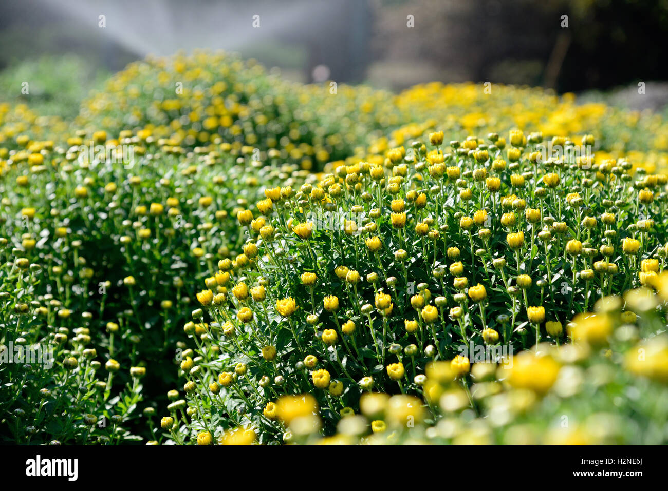 Gelbe Chrysanthemen im Garten Stockfoto