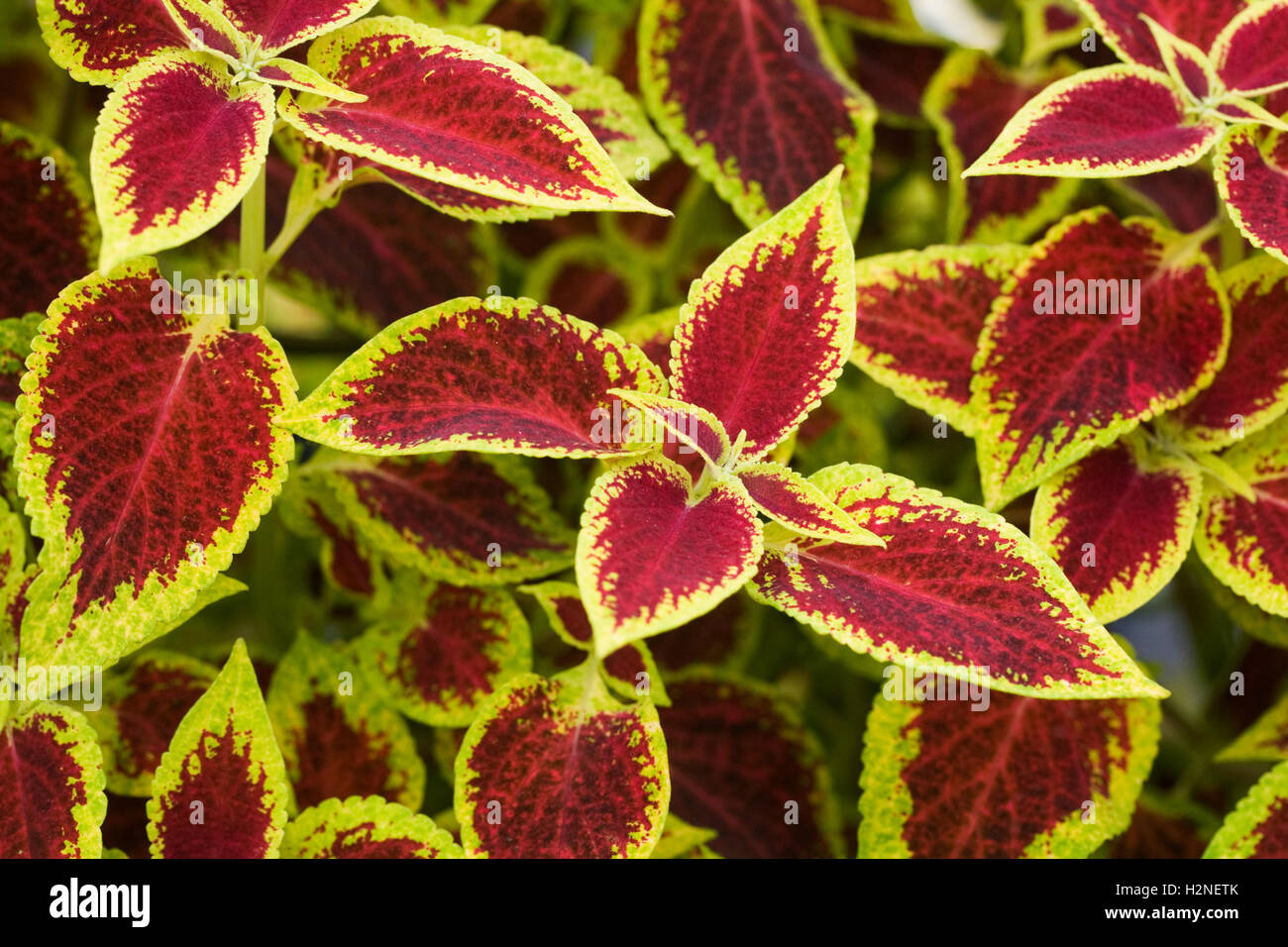 Solenostemon. Coleus verlässt. Stockfoto