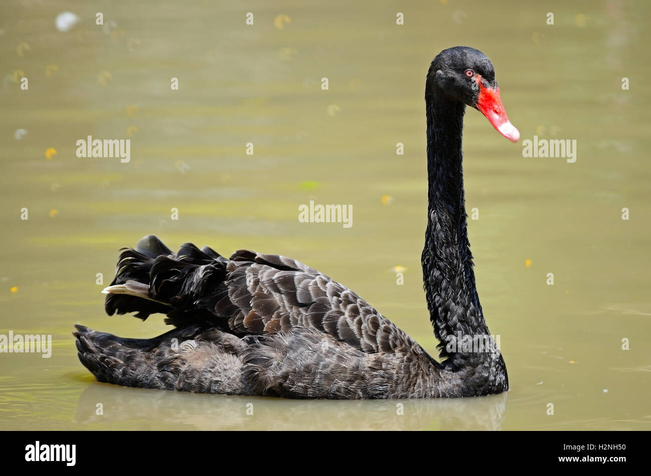 Schwarzer Schwan Stockfoto