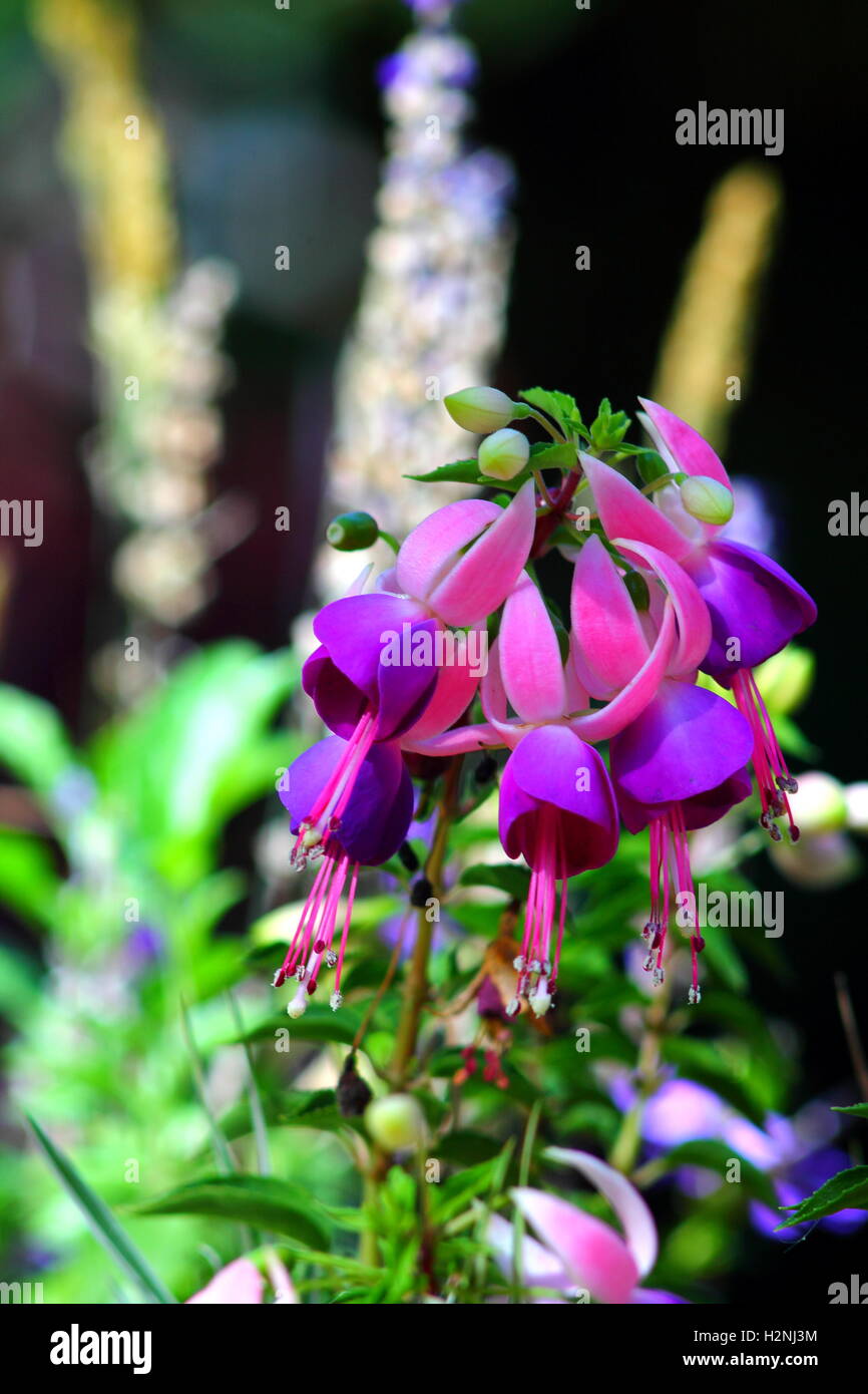 Fuchsia Hybrida Blumen im Blumenbeet. Exotische Blume mit markanten zweifarbige Farben. Stockfoto