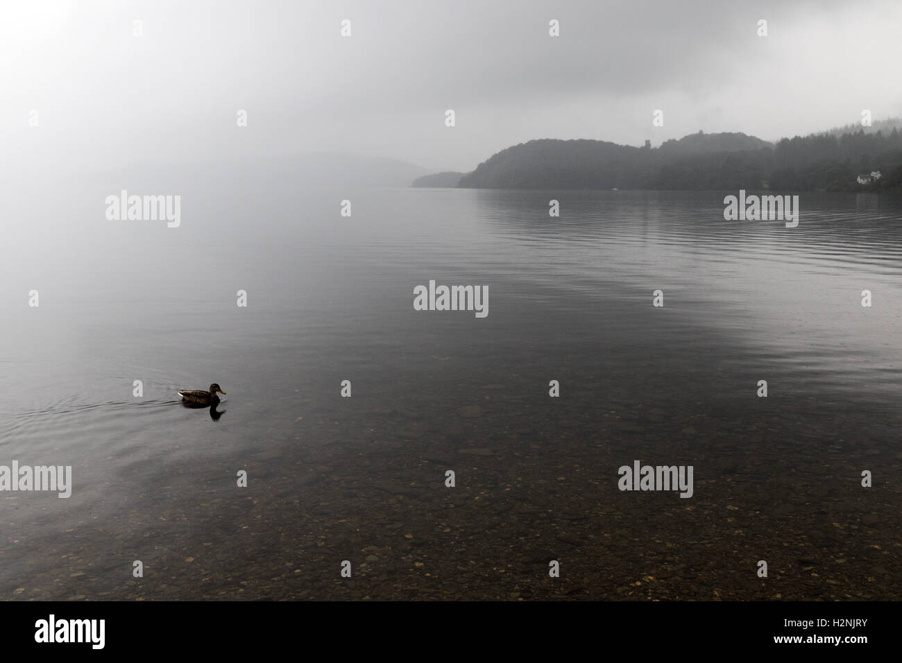 Eine Ente schwimmt auf dem Wasser, wie Nebel und Cloud Loch Lomond an einem verregneten Tag Mantel Stockfoto