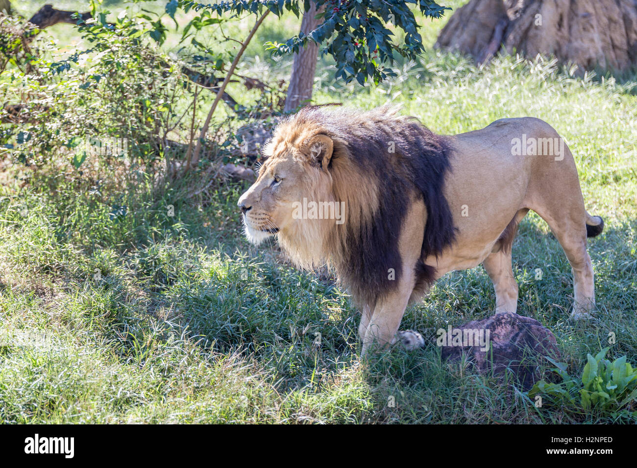 Ein Löwe mit einer großen Mähne zu Fuß in den Rasen. Stockfoto