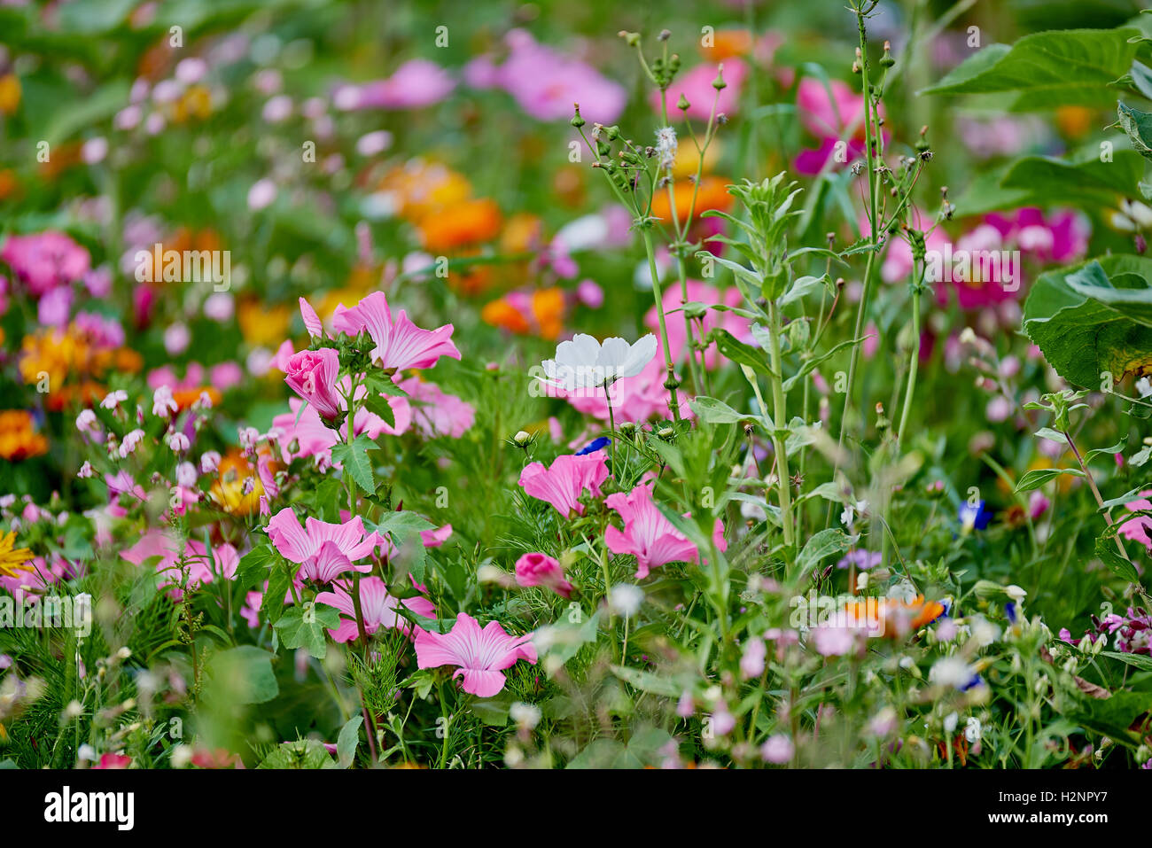 Wilde Blumenfeld mit vielen verschiedenen Farben und grünen Hintergrund - ideal als Hintergrund Stockfoto