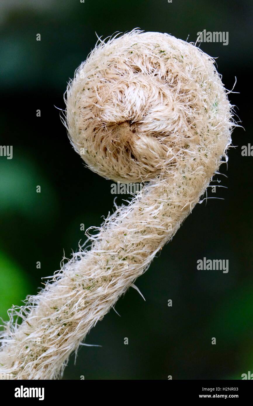 Wachsende Pflanze in Doi Pui Forschungsstation in der Nähe von Chiang Mai Stockfoto