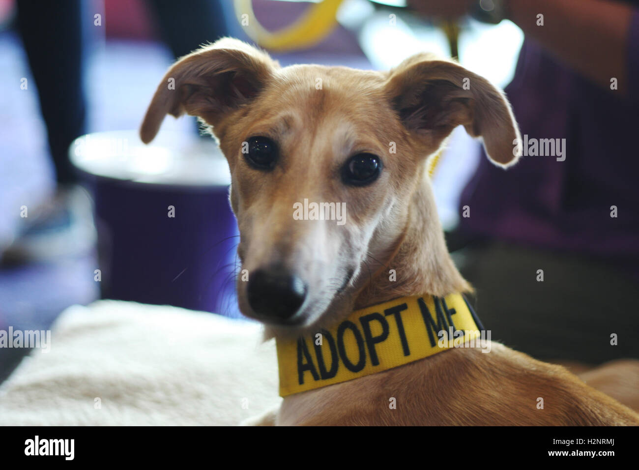 Freunde von Hunde-Wales Cineworld Cardiff in der Hoffnung auf Suche nach Penny ein liebevolles Zuhause zu besuchen. Stockfoto