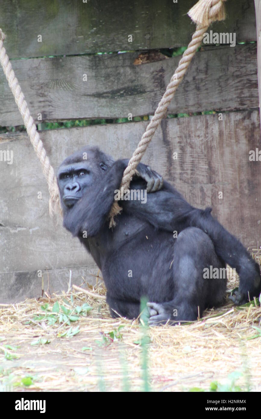 Gorilla hängen am Seil an Bristol Zoo, England, Essen geduldig warten. Stockfoto