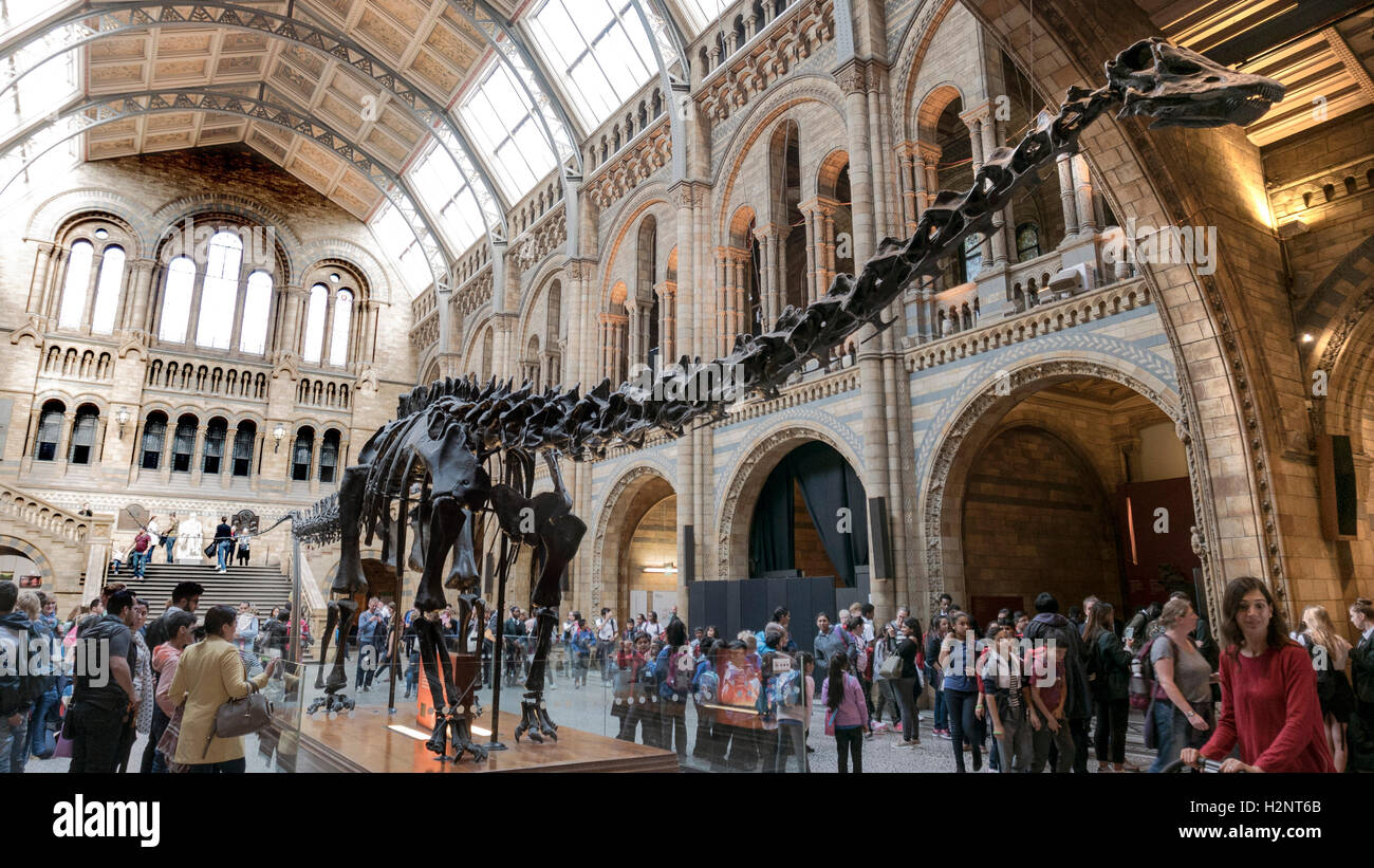 "Dippy" Diplodocus Dinosaurier an das Natural History Museum in London Stockfoto