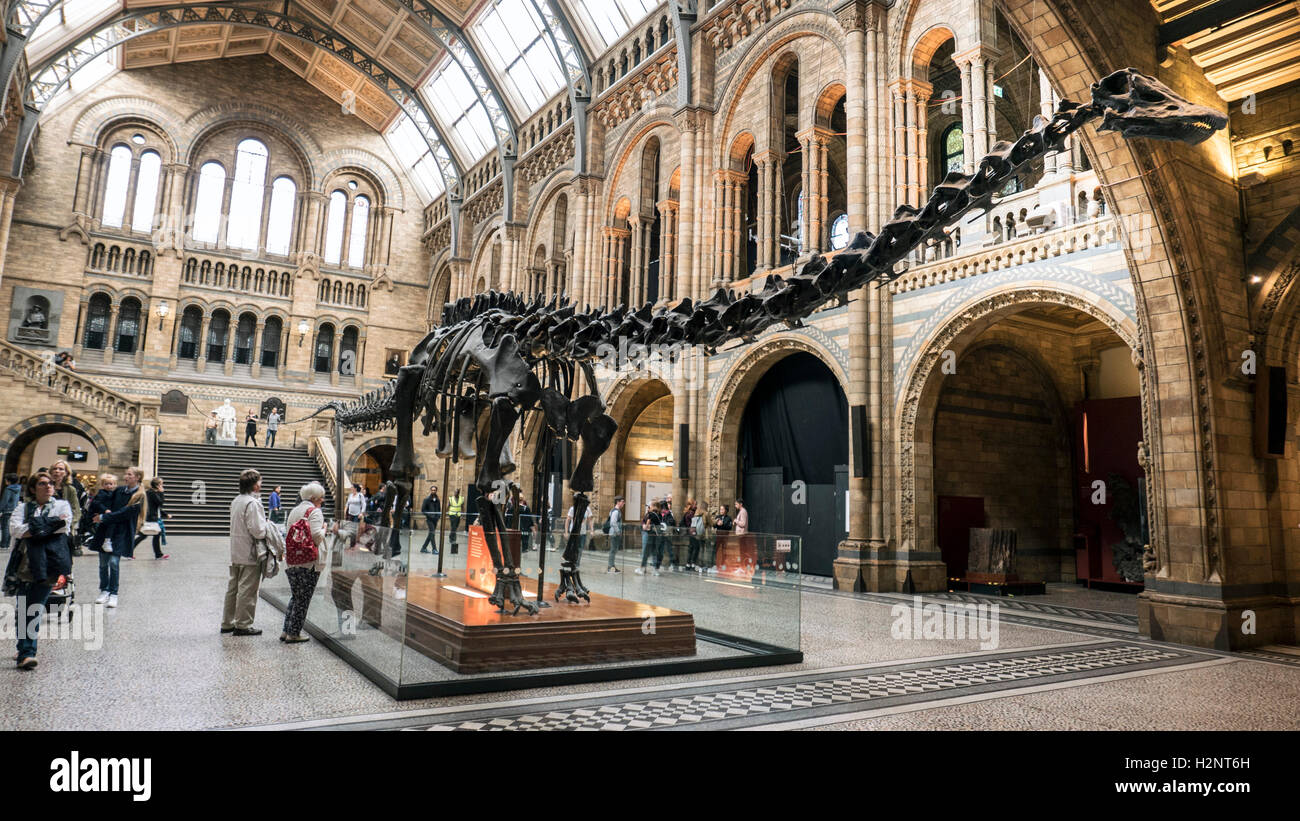 "Dippy" Diplodocus Dinosaurier an das Natural History Museum in London Stockfoto