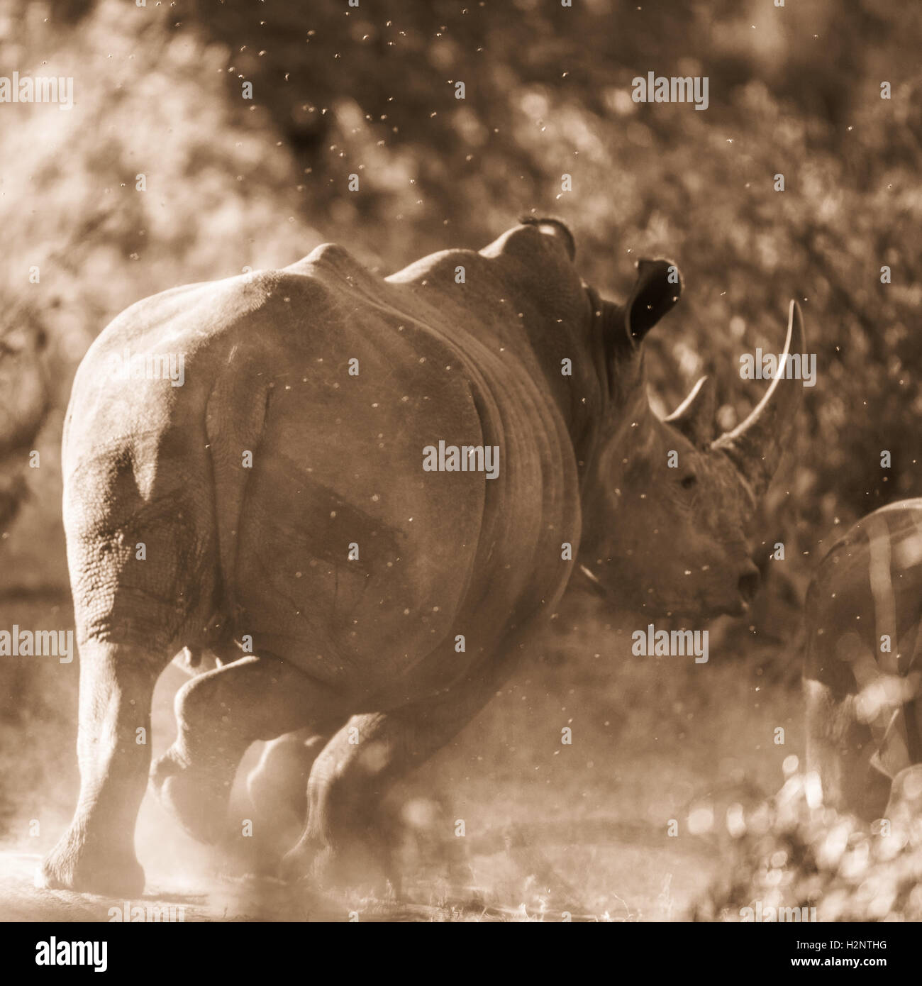 Breitmaulnashorn (Ceratotherium Simum) weglaufen, kicking Staub, Manyeleti Game Reserve, Südafrika Stockfoto