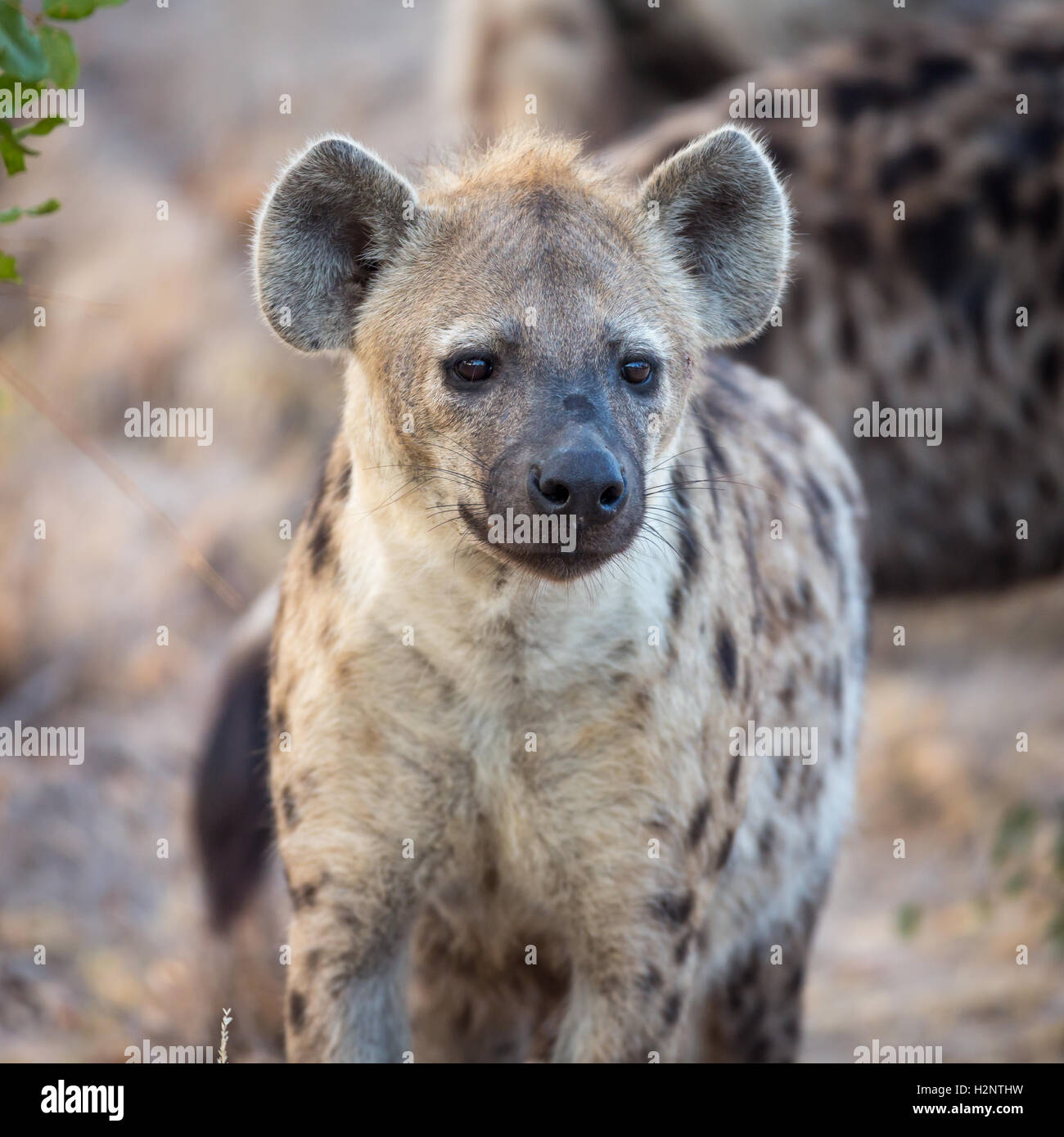 Lachende Hyäne, gefleckte Hyänen (Crocuta Crocuta), Timbavati Game Reserve, Südafrika Stockfoto