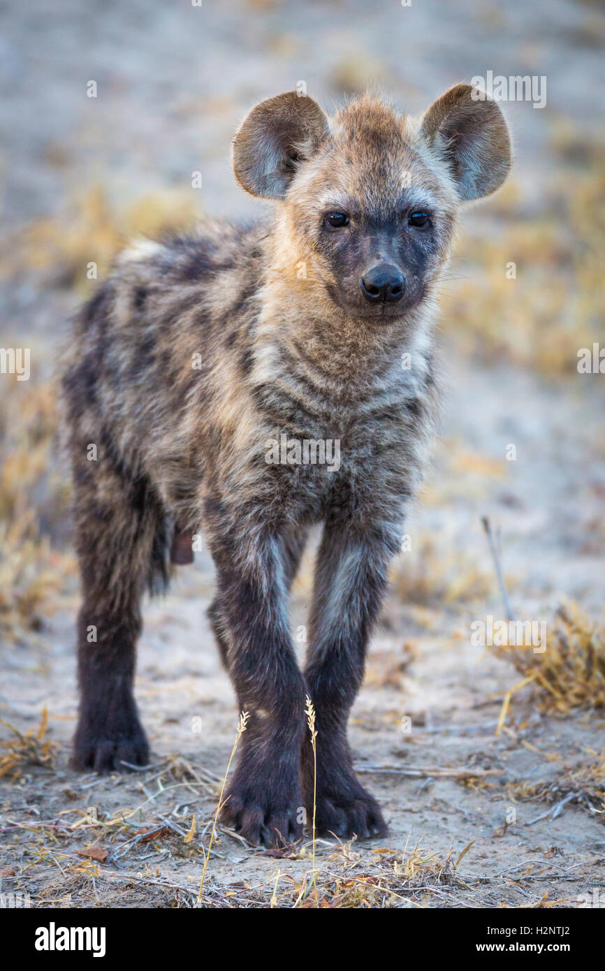 Jung entdeckte lachende Hyänen (Crocuta Crocuta), Timbavati Game Reserve, Südafrika Stockfoto