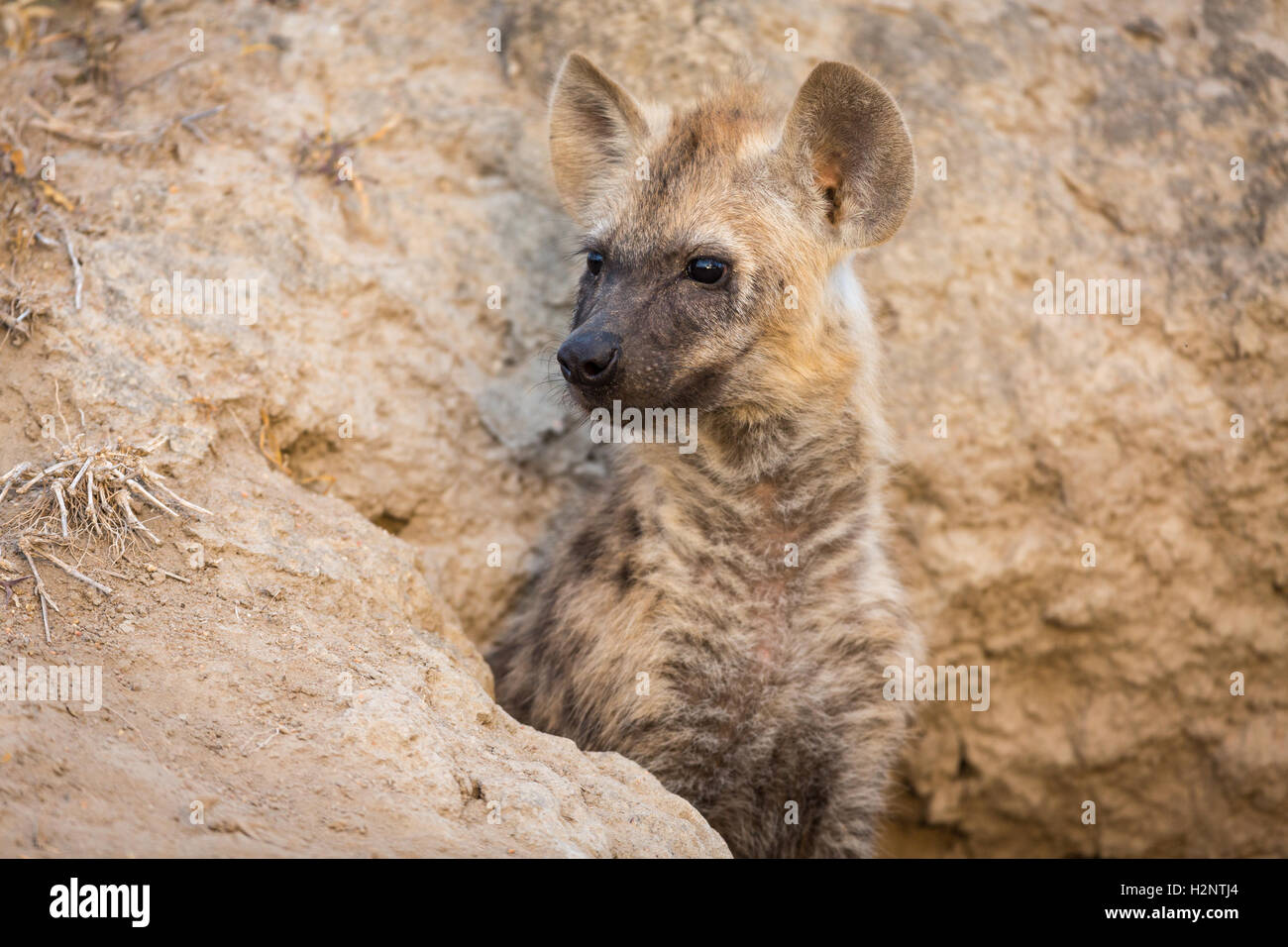 Wachsam, entdeckt Hyänen (Crocuta Crocuta), Timbavati Game Reserve, Südafrika Stockfoto