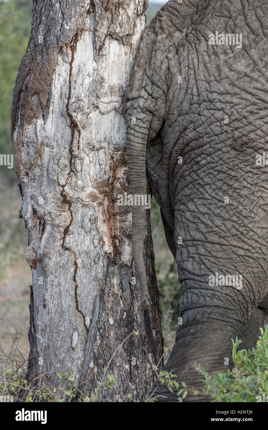 Afrikanischer Elefant (Loxodonta Africana) gegen Baum, Detail, Timbavati Game Reserve, Südafrika Stockfoto