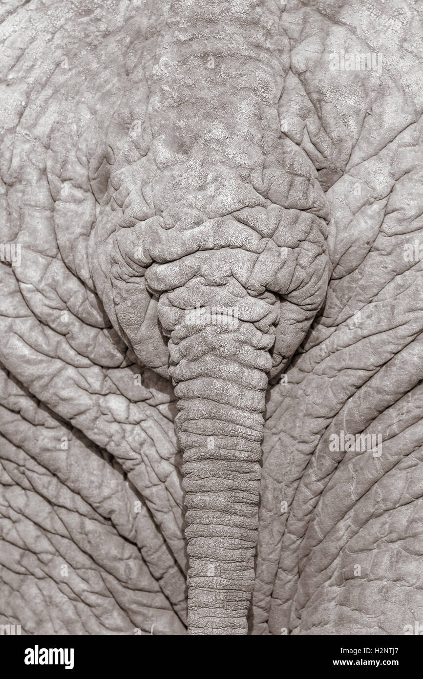 Afrikanischer Elefant (Loxodonta Africana), hinten und Schweif, Timbavati Game Reserve, Südafrika Stockfoto