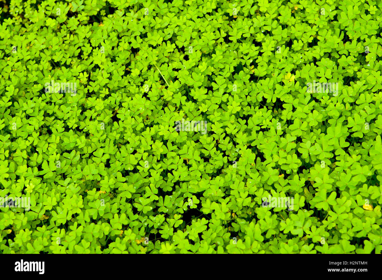 Teppich von Klee auf dem Waldboden. Stockfoto