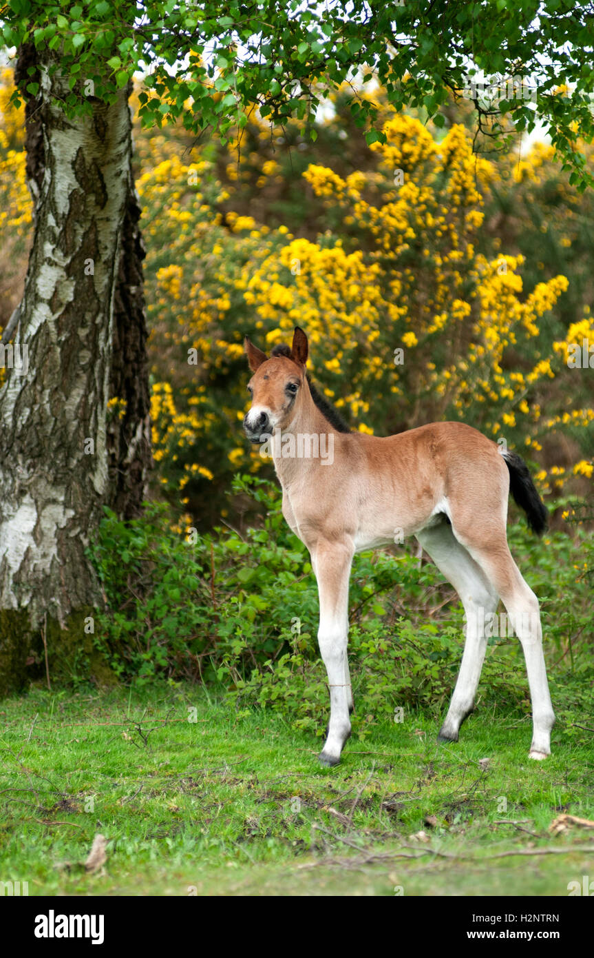Portraitbild von einem einzigen Fohlen (Pony) auf seine eigene durch einen Baum. Stockfoto