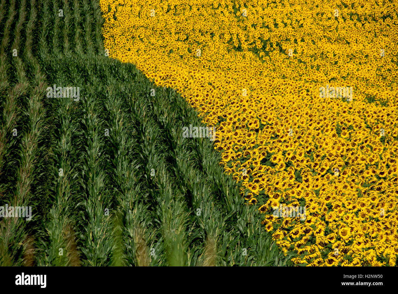 Feld von Sonnenblumen und Maisfeld, Frankreich, Europa Stockfoto