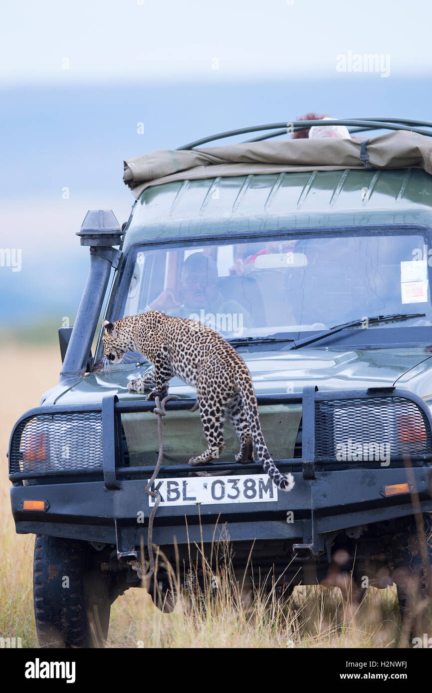 Junge Leoparden (Panthera Pardus) auf einem touristischen Auto. Masai Mara Reservat, Kenia Stockfoto