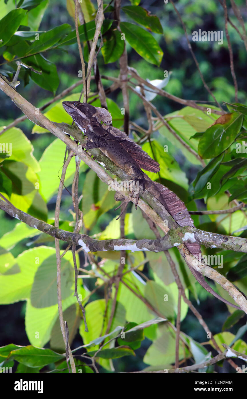Gemeinsame Basilisk (Basiliskos Basiliskos) in seinem natürlichen Lebensraum. Stockfoto