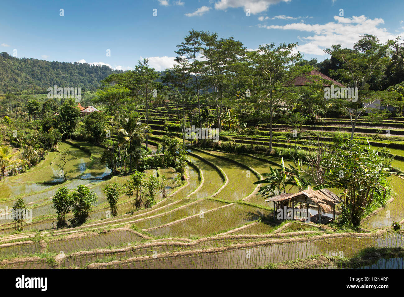 Indonesien, Bali, Sidemen, abgestufte Reisterrassen im Tal des Flusses Unda Stockfoto