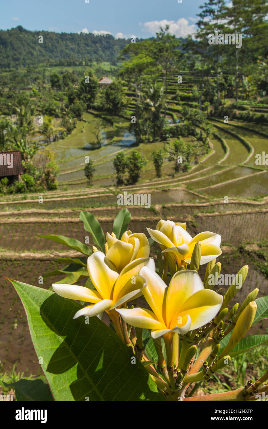 Indonesien, Bali, Sidemen, Frangipani-Blüten über mehrstufige Reisterrassen im Tal des Flusses Unda Stockfoto