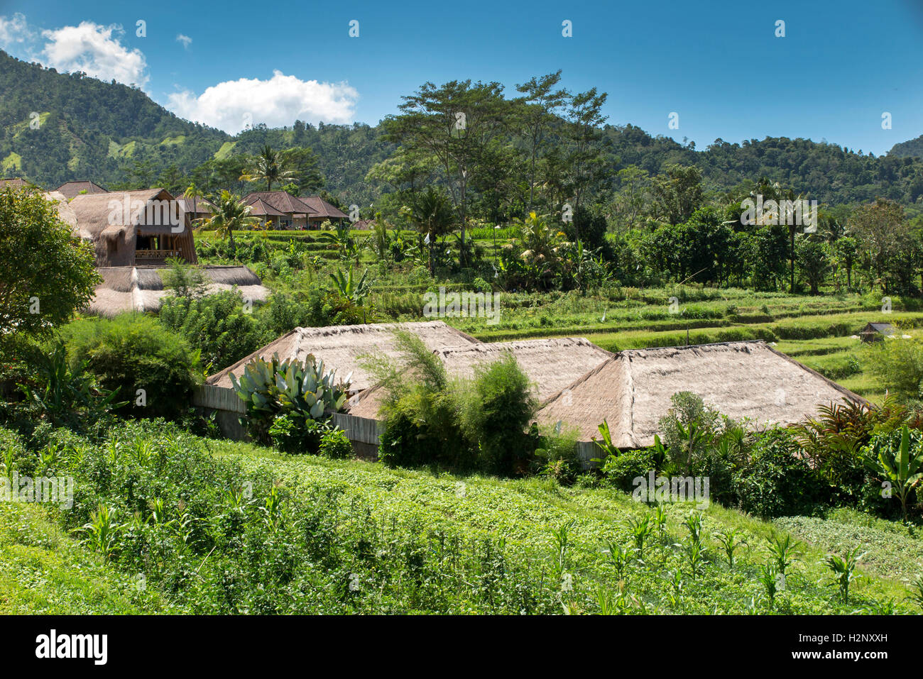 Indonesien, Bali, Sidemen, Banjar Tabola, Blick über Reisfelder von Saman Vaya hotel Stockfoto