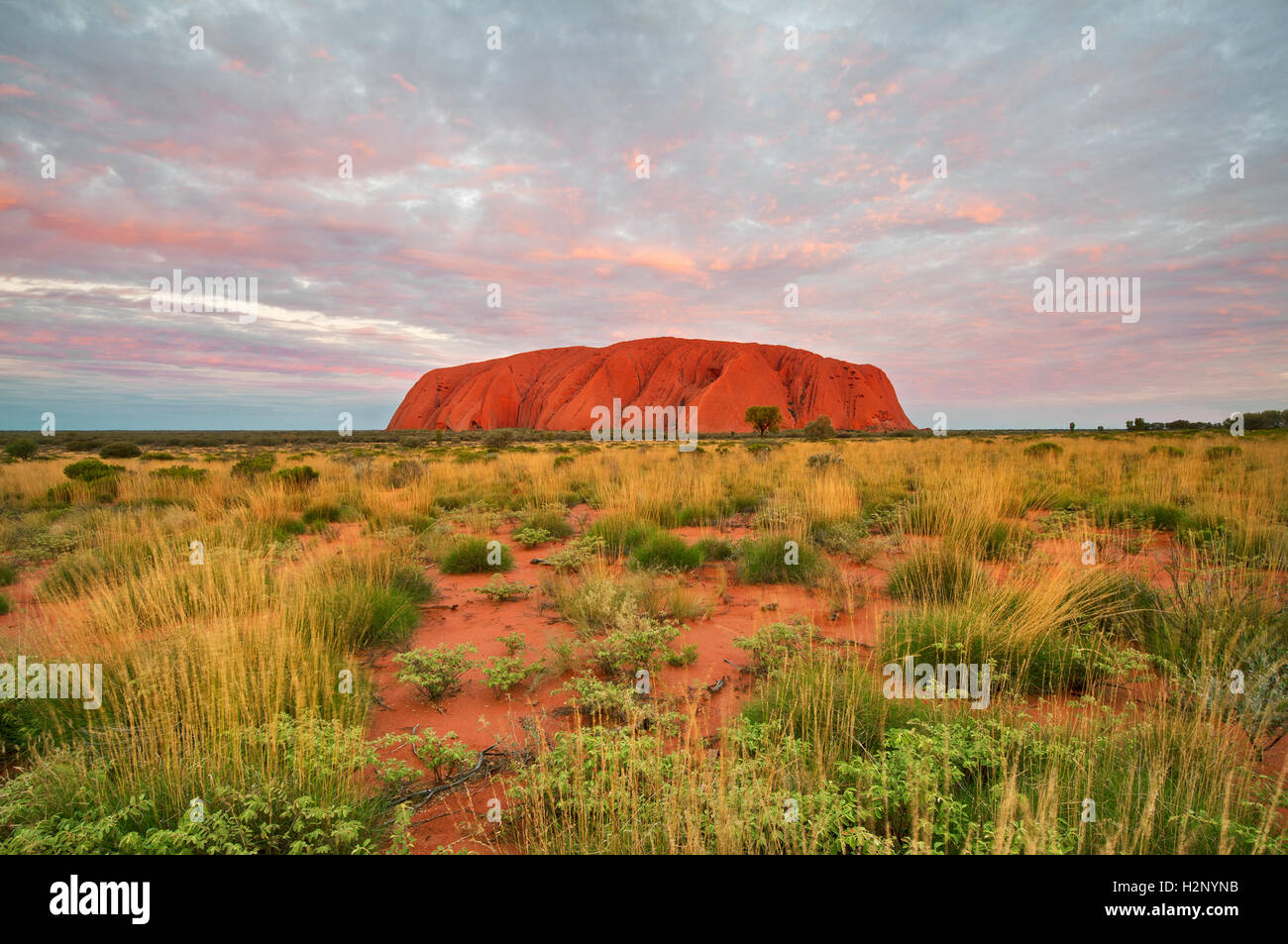 Majestätische Uluru im Abendrot. Stockfoto