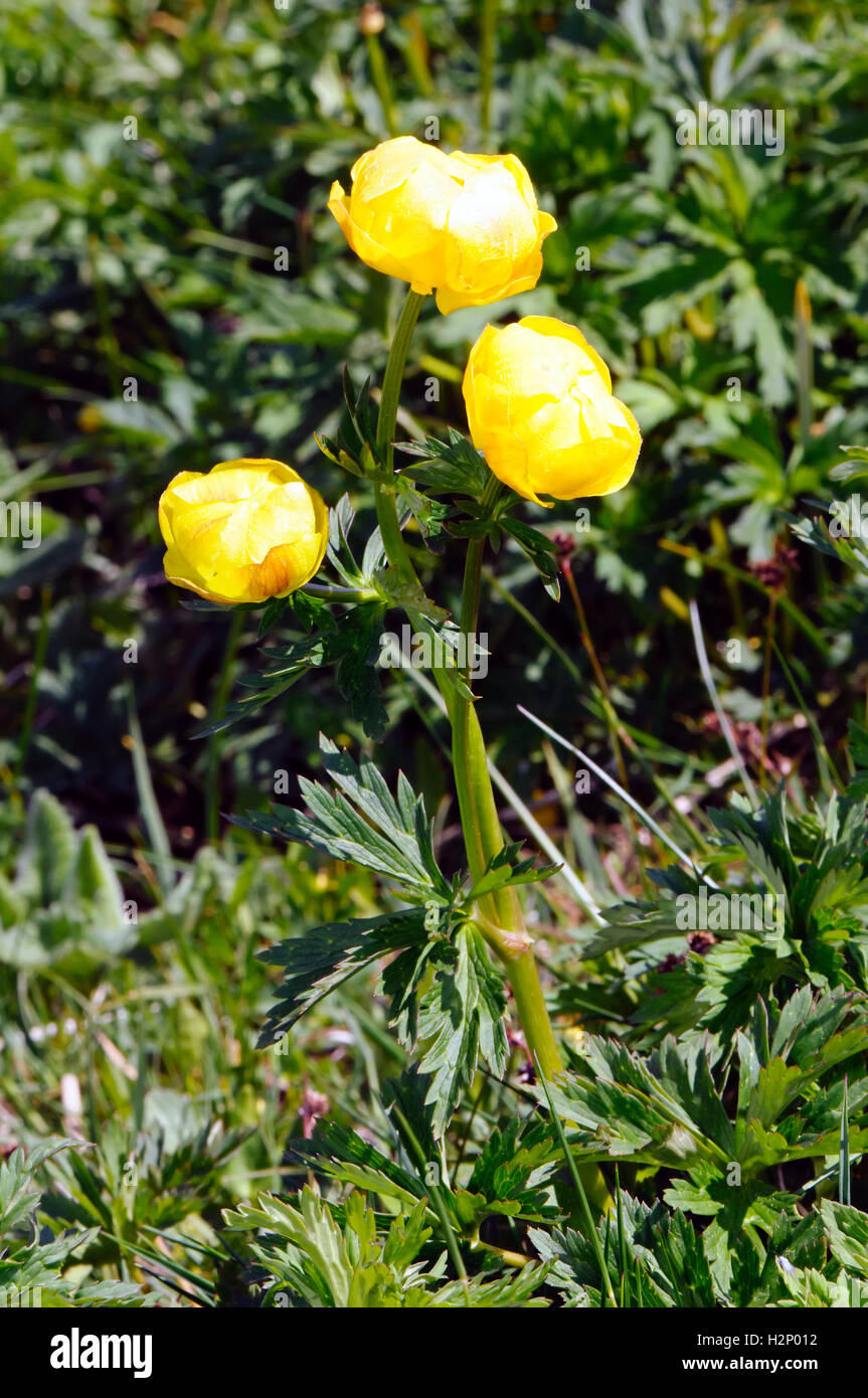 Nahaufnahme einer Alpenblume Globeflower (Trollblume Europaeus). Stockfoto