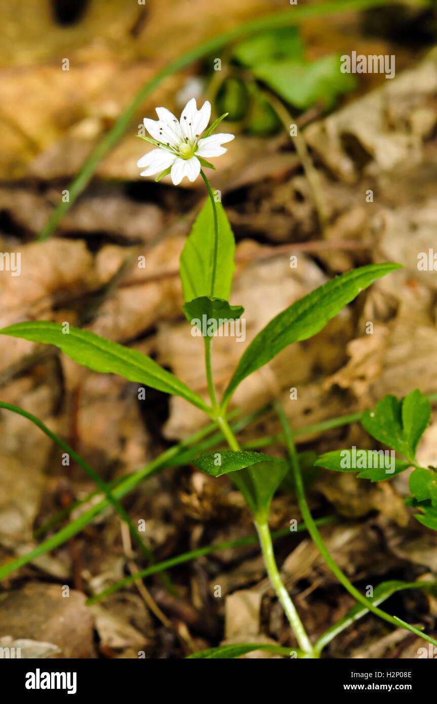 Typische Pflanzen In Der Wüste Typische pflanze -Fotos und -Bildmaterial in hoher Auflösung – Alamy