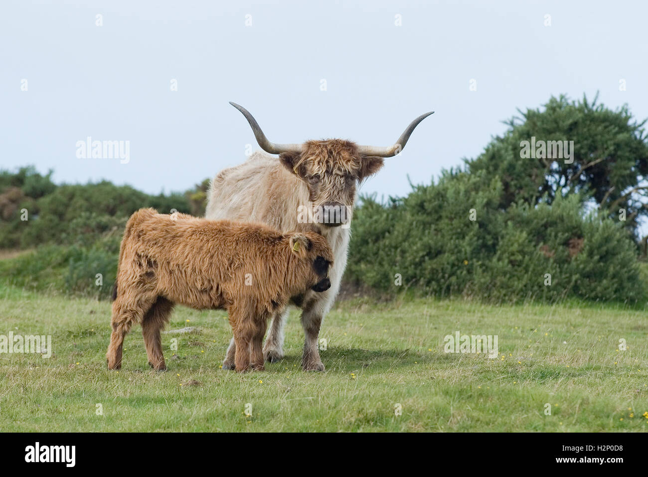 Highland Kuh und Kalb Stockfoto