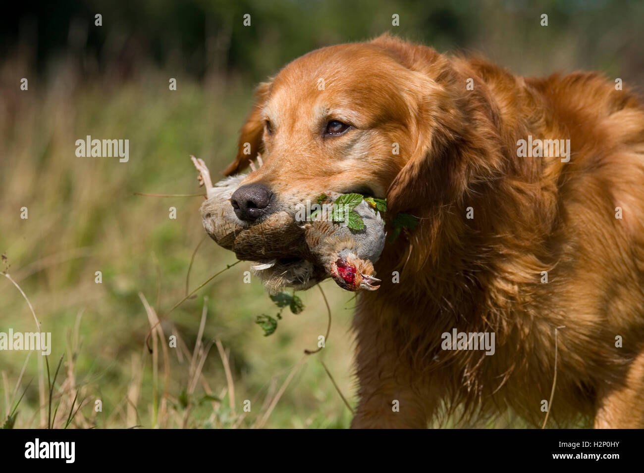 Golden Retriever mit Rebhuhn im Mund Stockfoto