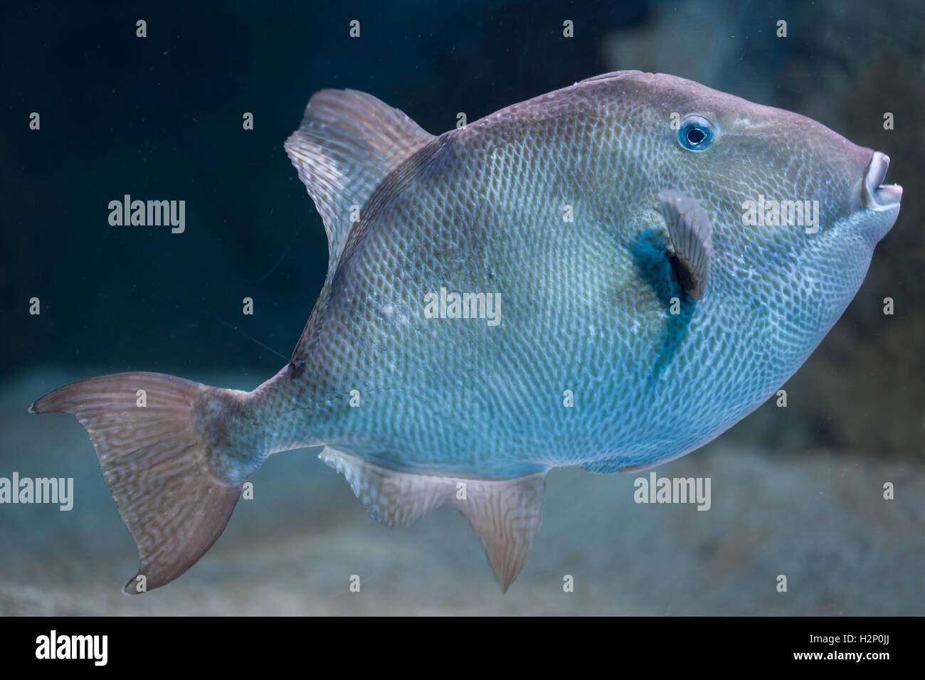 Grauer Drückerfisch (Balistes Capriscus). Stockfoto